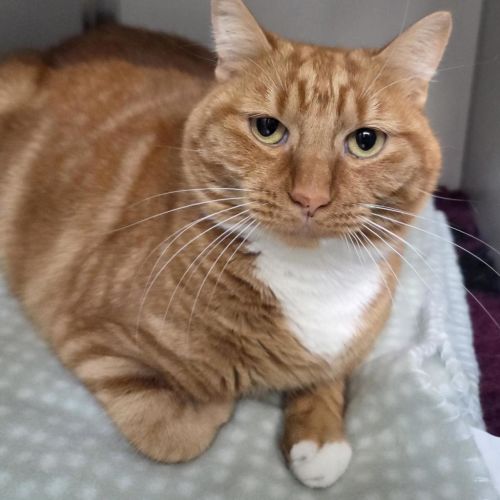 Cheeto - Domestic Short Hair Cat