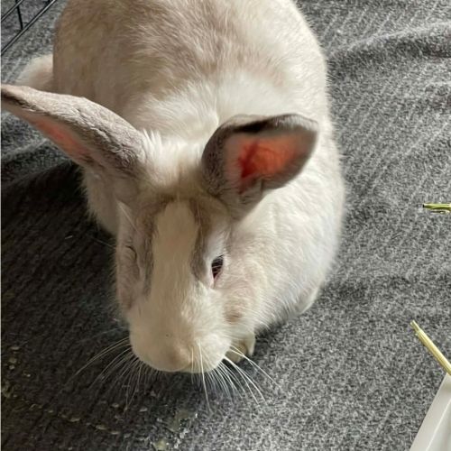 Peter - Flemish Giant Rabbit