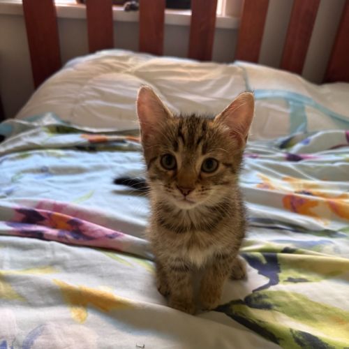 Tabitha - Domestic Short Hair (DSH) Cat