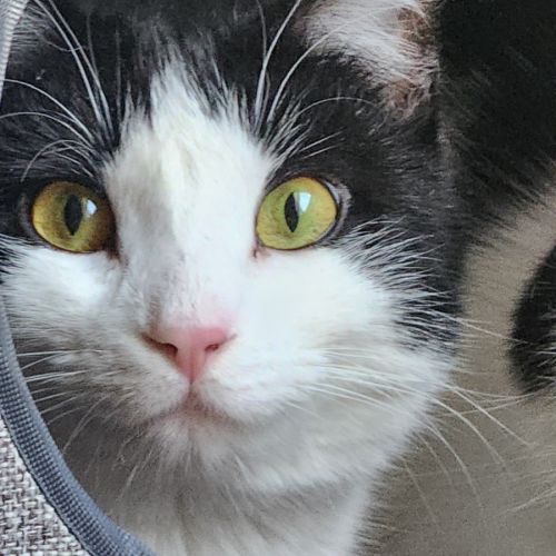 KitKat - Domestic Short Hair (DSH) Cat