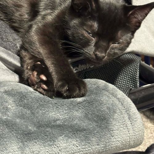 Magnet - Domestic Short Hair (DSH) Cat