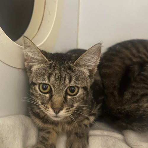 Marshall - Domestic Short Hair (DSH) Cat