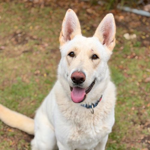 Amber - German Shepherd Dog