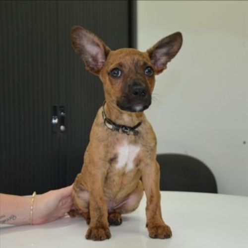 Pretzel - Chihuahua x Mixed breed Dog
