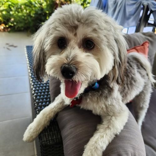 Archie - Shih Tzu x Poodle Dog