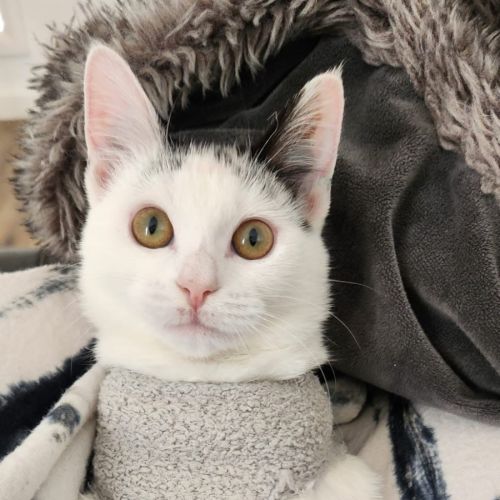 Pixie - Domestic Short Hair (DSH) Cat