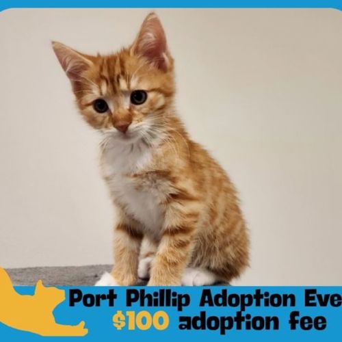 Xixi - Domestic Short Hair Cat