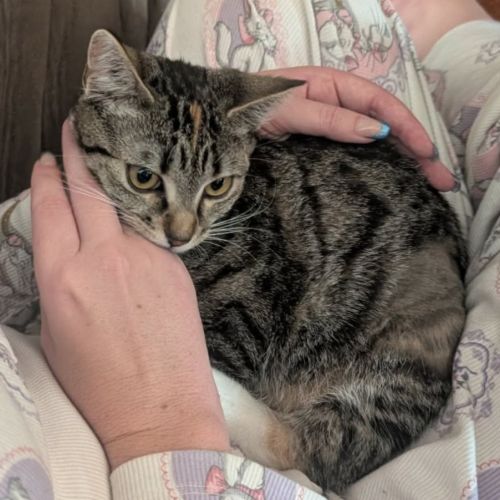 Cheetara - Domestic Short Hair (DSH) Cat