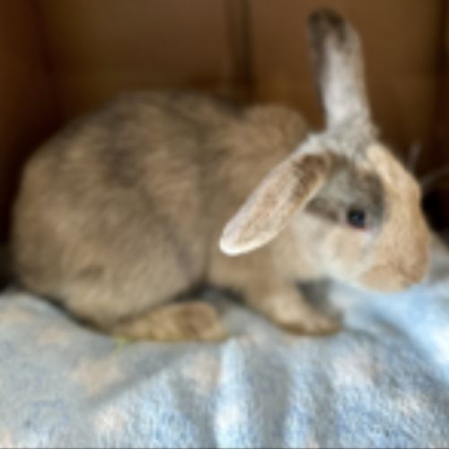 Qutie & Quince - Satin Rabbit