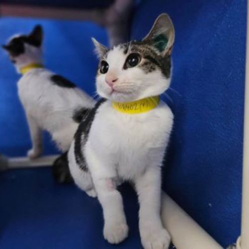 Annie Belle - Domestic Short Hair Cat