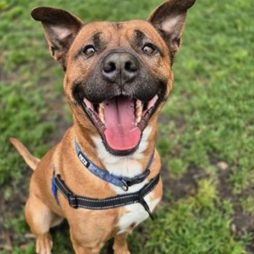 Fallon - American Staffy Dog
