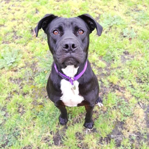 Ella - Staffordshire Bull Terrier Dog