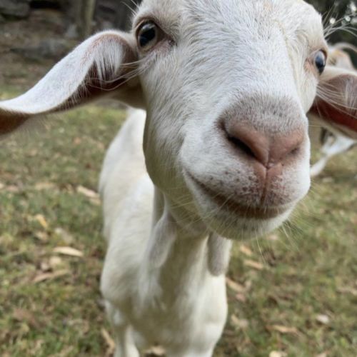 Molly-Wobbles -  Goat