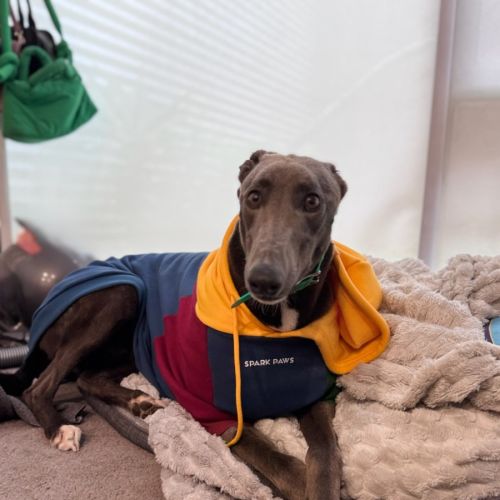 Tommy - Greyhound Dog