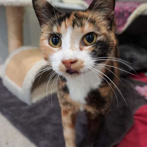Scout - Domestic Short Hair (DSH) Cat