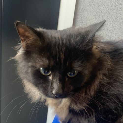 Taffy - Domestic Long Hair Cat