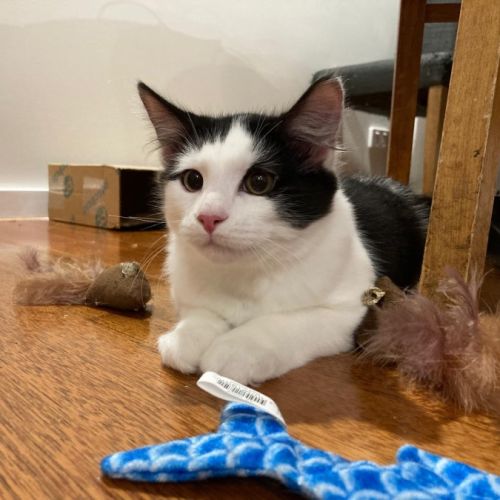 Valentino - Domestic Medium Hair (DMH) Cat