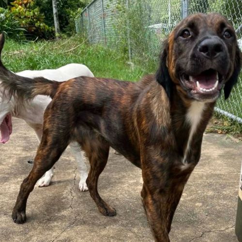 Jamacia  - Mixed breed Dog