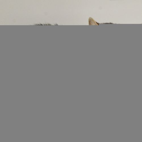 Big Cheeks Jj - Domestic Short Hair Cat