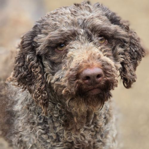 Teenie - Lagotto Romagnolo Dog