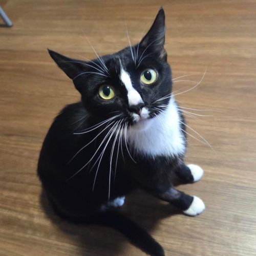 13339 - Twitch - Domestic Short Hair (DSH) Cat