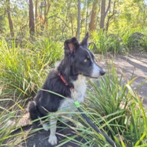 Accio - Border Collie Dog