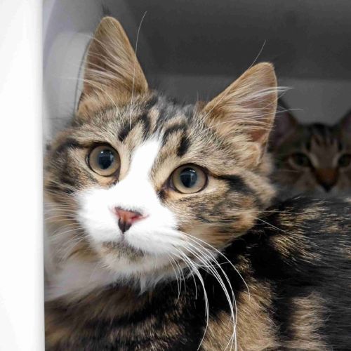 Mini SUK015069 - Domestic Medium Hair (DMH) Cat