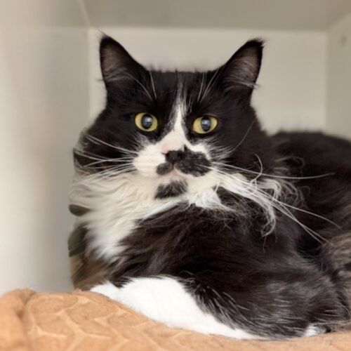 Sasha - Domestic Medium Hair (DMH) Cat