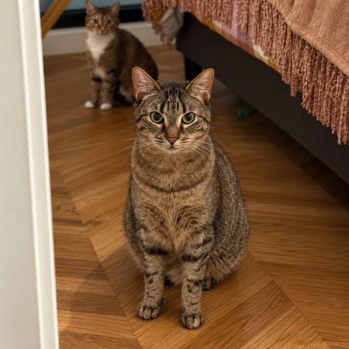 Kerry - Domestic Short Hair (DSH) Cat