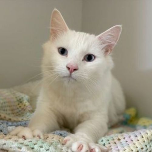 Ghostie - Domestic Short Hair Cat