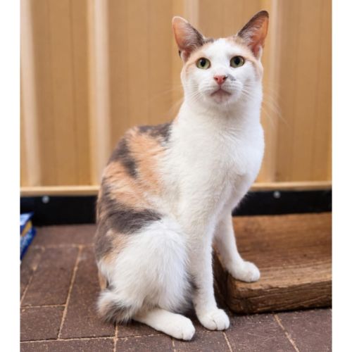 11766 - May - Domestic Short Hair (DSH) Cat