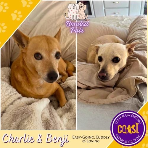 Benji / Charlie - Chihuahua x Fox Terrier Dog