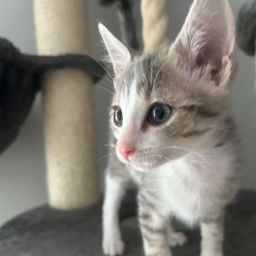 Cole - Domestic Short Hair (DSH) Cat