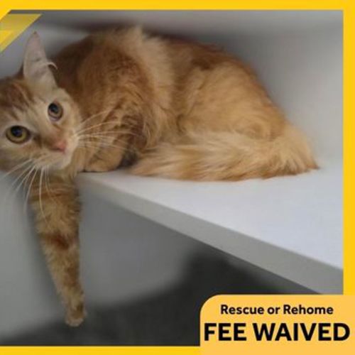 Iris - Domestic Medium Hair Cat