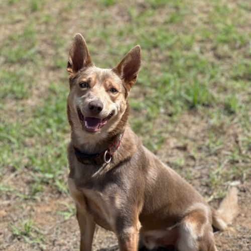 Maverick - Australian Kelpie Dog