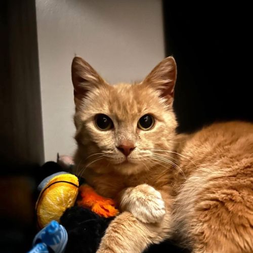 Scotty - Domestic Short Hair (DSH) Cat