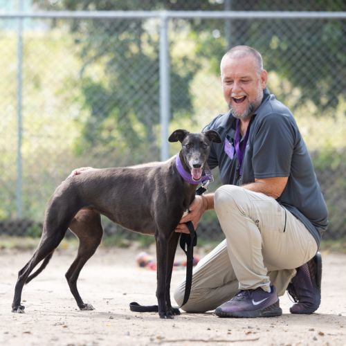 Lily - Greyhound Dog