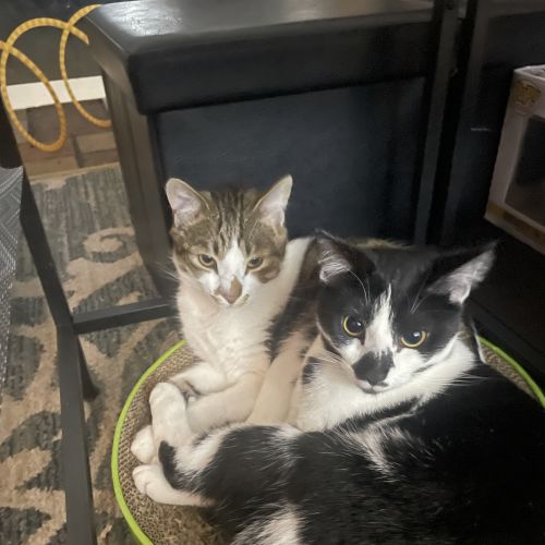 Stardust - Domestic Short Hair (DSH) Cat