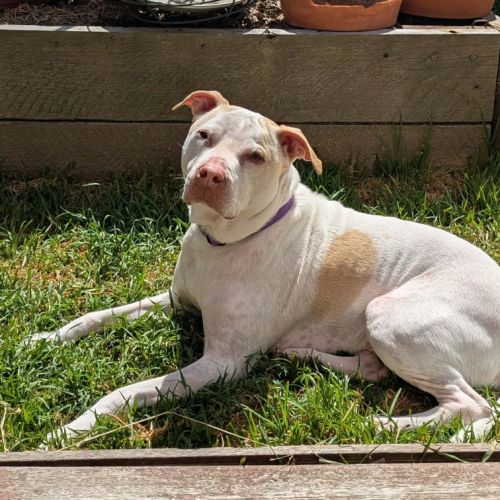 Charlie - Staffordshire Bull Terrier Dog