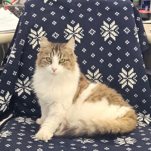 Maggie - Domestic Longhair Cat