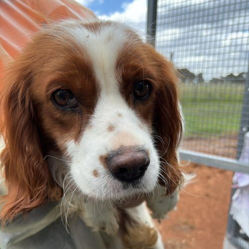 Tinka - Cavalier King Charles Spaniel Dog