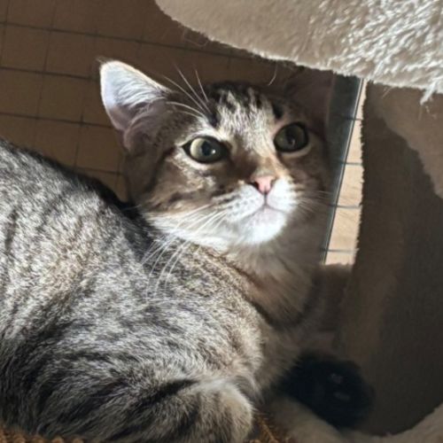 Valencia  - Domestic Short Hair (DSH) Cat