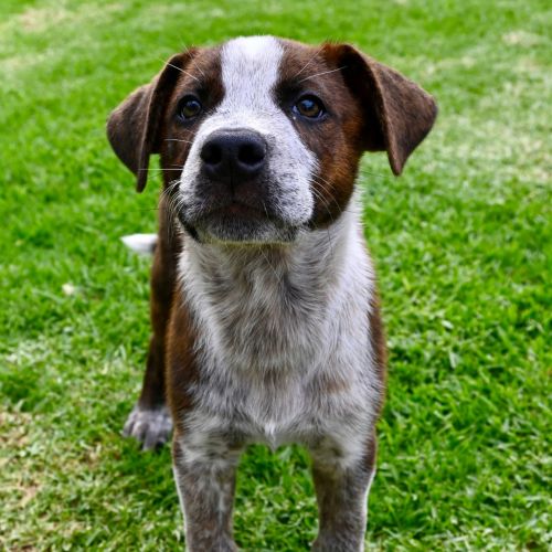 Joey - Mixed breed Dog