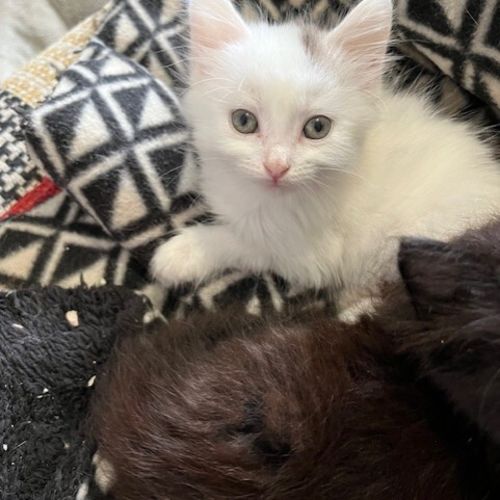 Dolly - Domestic Medium Hair (DMH) Cat