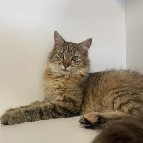 Trixie  - Domestic Medium Hair Cat