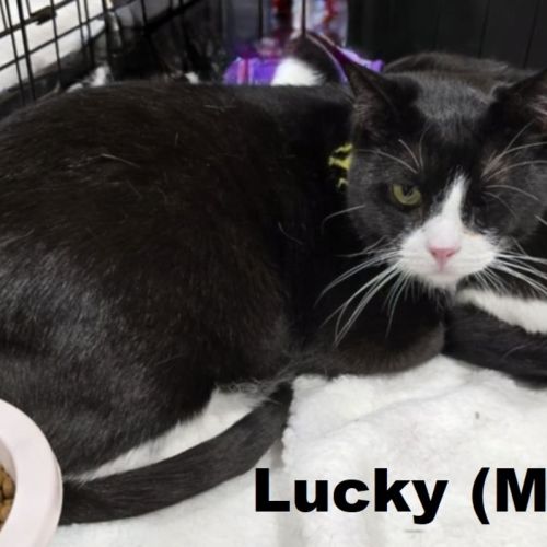 Lucky - Domestic Short Hair (DSH) Cat