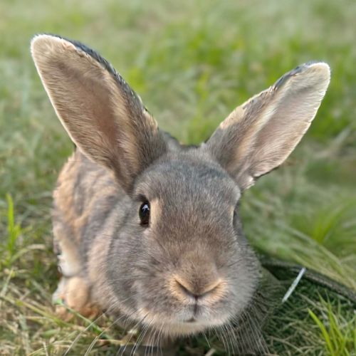 Pansy - Lop Eared Rabbit
