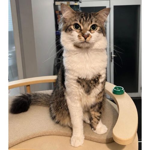 12649 - Aslan - Domestic Short Hair (DSH) Cat