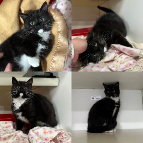 Frankie - Domestic Short Hair (DSH) Cat