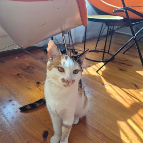 Mishka - Domestic Short Hair (DSH) Cat